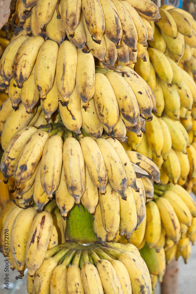 Cultivated banana       ( Musa sapientum Linn )