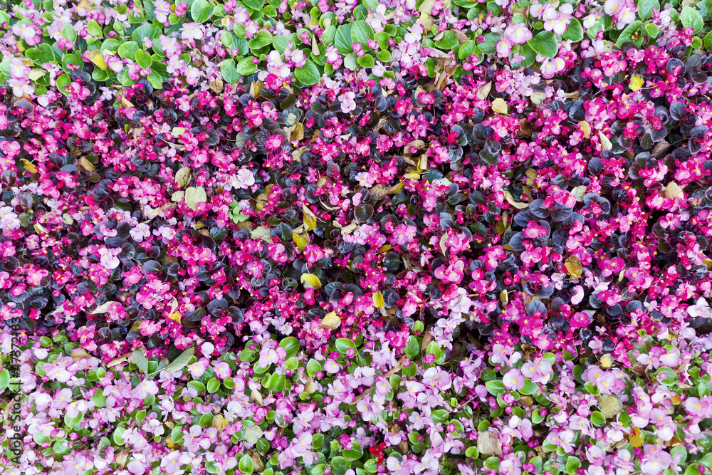 Naklejka premium Abstract nature floral backgraund