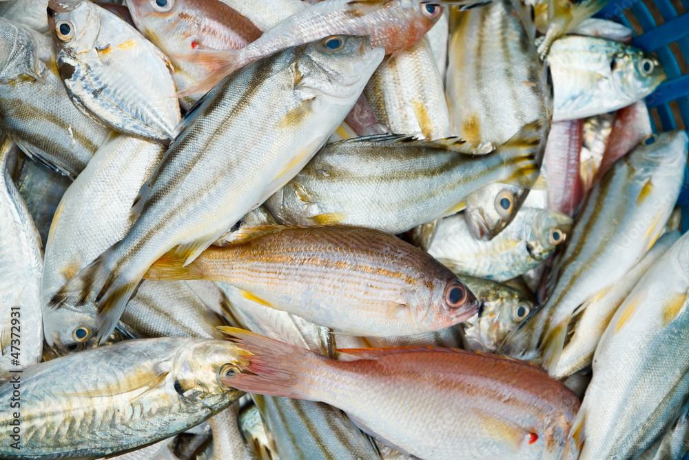 Fototapeta premium Many Sea fish