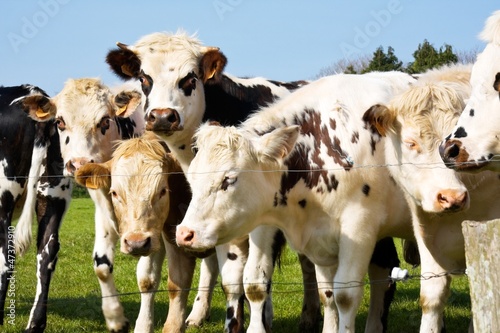 Photography Les vaches ruminent
