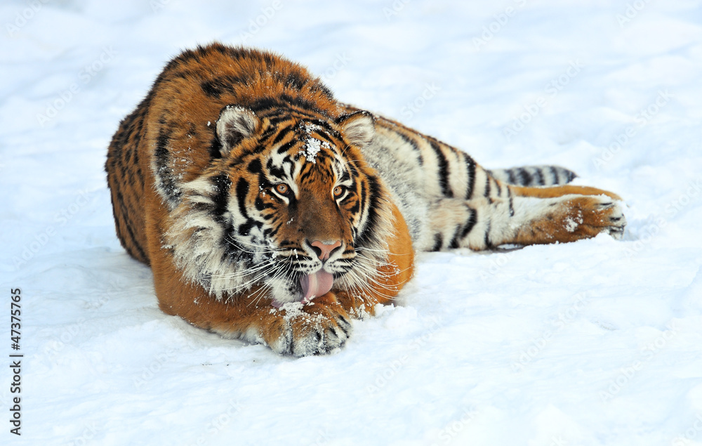 Tiger in winter