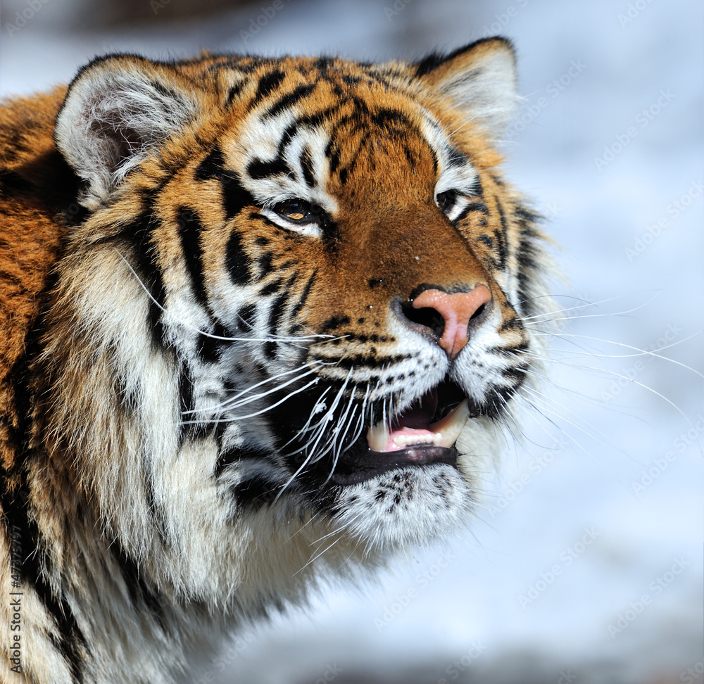 Fototapeta premium Tiger in winter