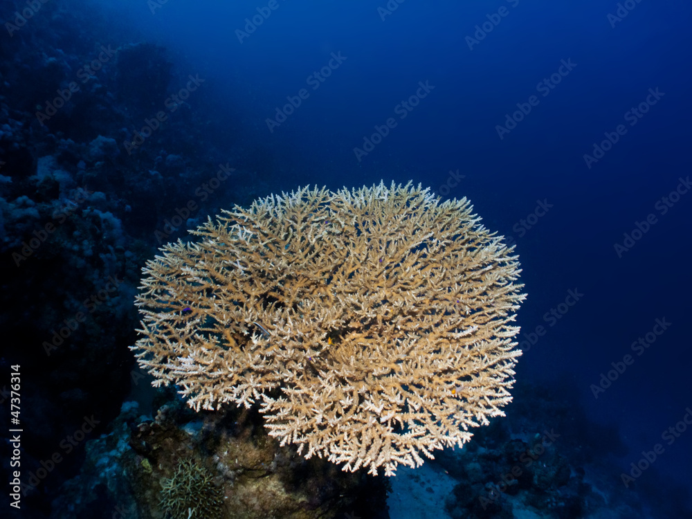 Obraz premium Acropora Table Coral