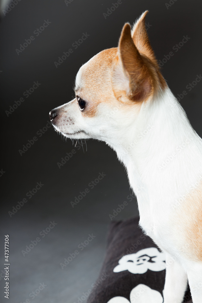 Chihuahua dog on grey background. Closeup portrait. Chihuahua dog on grey background. Closeup portrait.