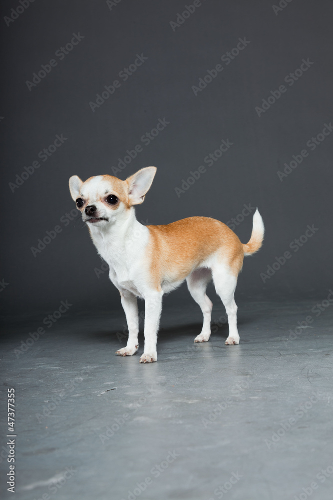 Chihuahua dog on grey background. Very small. Studio shot.