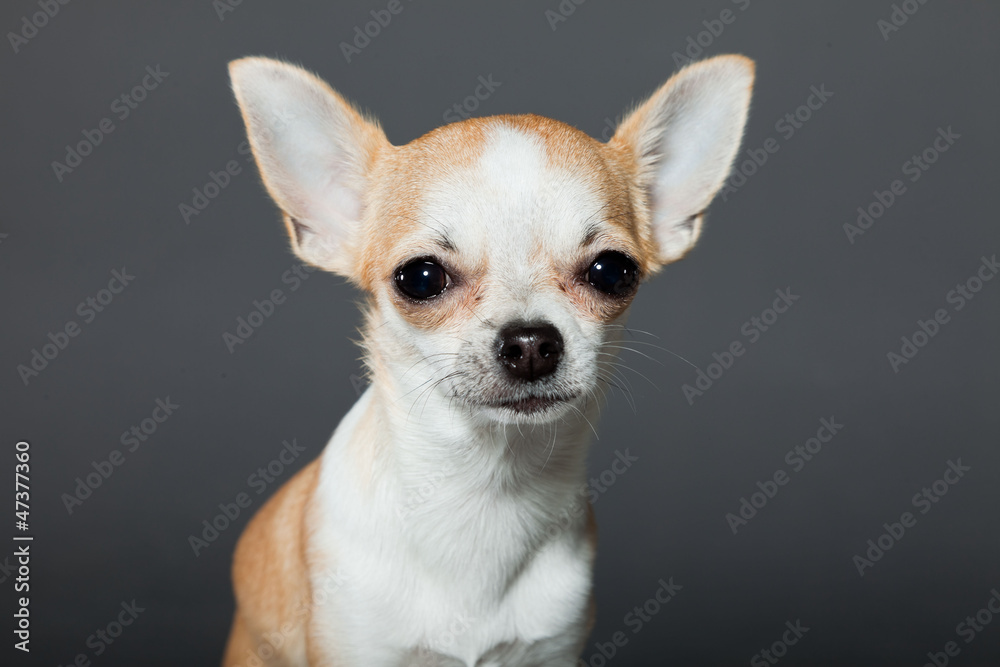 Chihuahua dog on grey background. Closeup portrait.