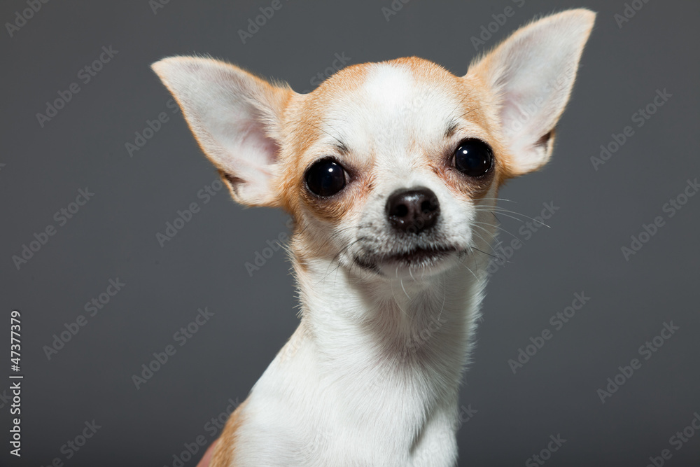 Chihuahua dog on grey background. Closeup portrait.