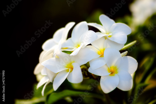 Bunch of fragrant frangipani or plumerie tropical flowers