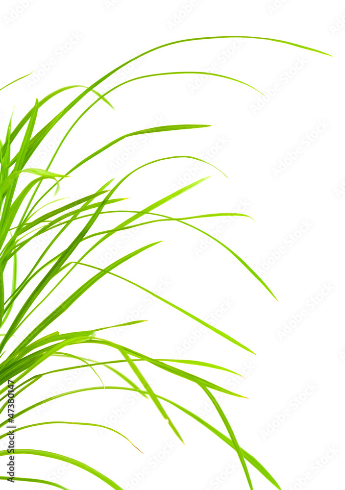 herbe herbe
