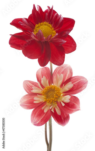 Fototapeta Naklejka Na Ścianę i Meble -  dahlia