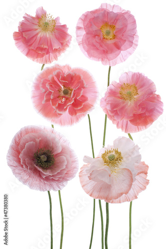 Fototapeta Naklejka Na Ścianę i Meble -  poppy