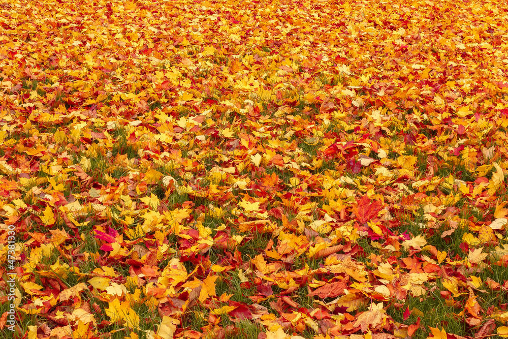 Fall orange and red autumn leaves on ground Fall orange and red autumn leaves on ground