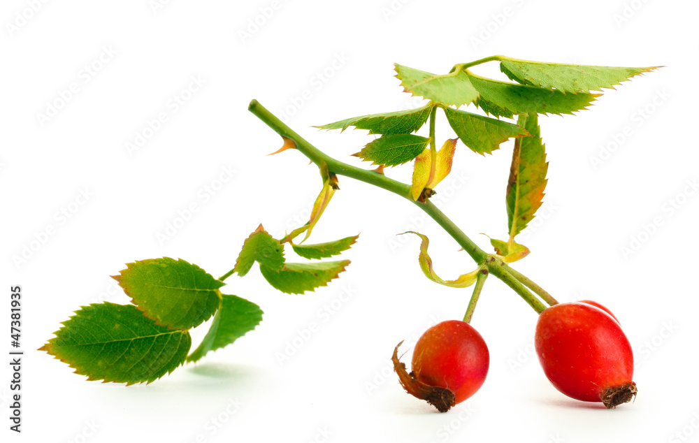 ripe hip roses on branch with leaves, isolated on white ripe hip roses on branch with leaves, isolated on white