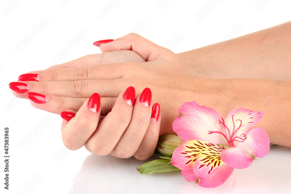 woman hands  with flower isolated on white