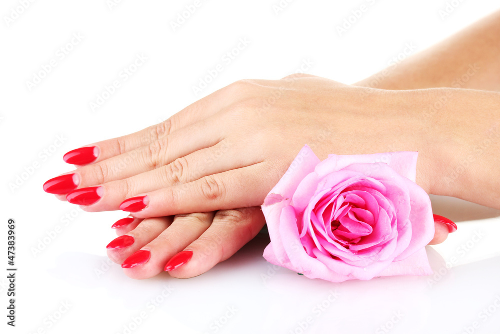 woman hands  with flower isolated on white