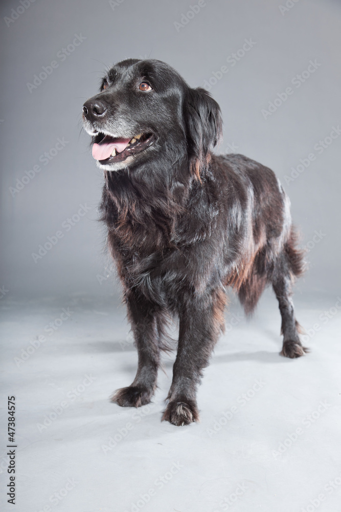 Old flatcoated retriever dog on grey background. Studio shot.