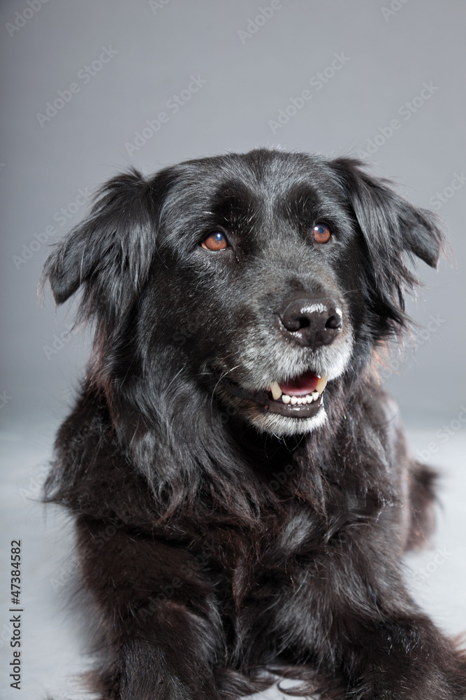 Old flatcoated retriever dog on grey background. Studio shot. Old flatcoated retriever dog on grey background. Studio shot.