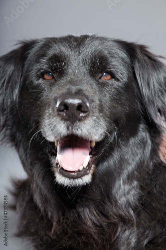 Old flatcoated retriever dog on grey background. Studio shot. © ysbrandcosijn