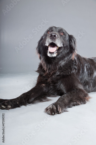 Fototapeta Naklejka Na Ścianę i Meble -  Old flatcoated retriever dog on grey background. Studio shot.