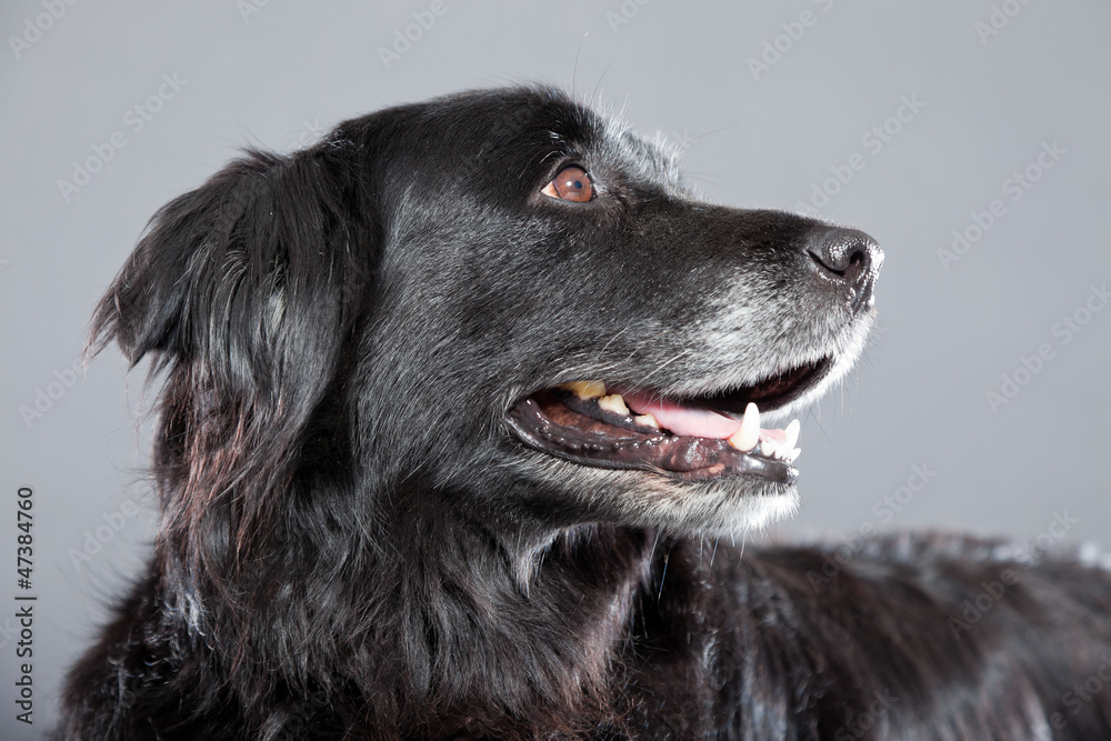 Old flatcoated retriever dog on grey background. Studio shot. Old flatcoated retriever dog on grey background. Studio shot.