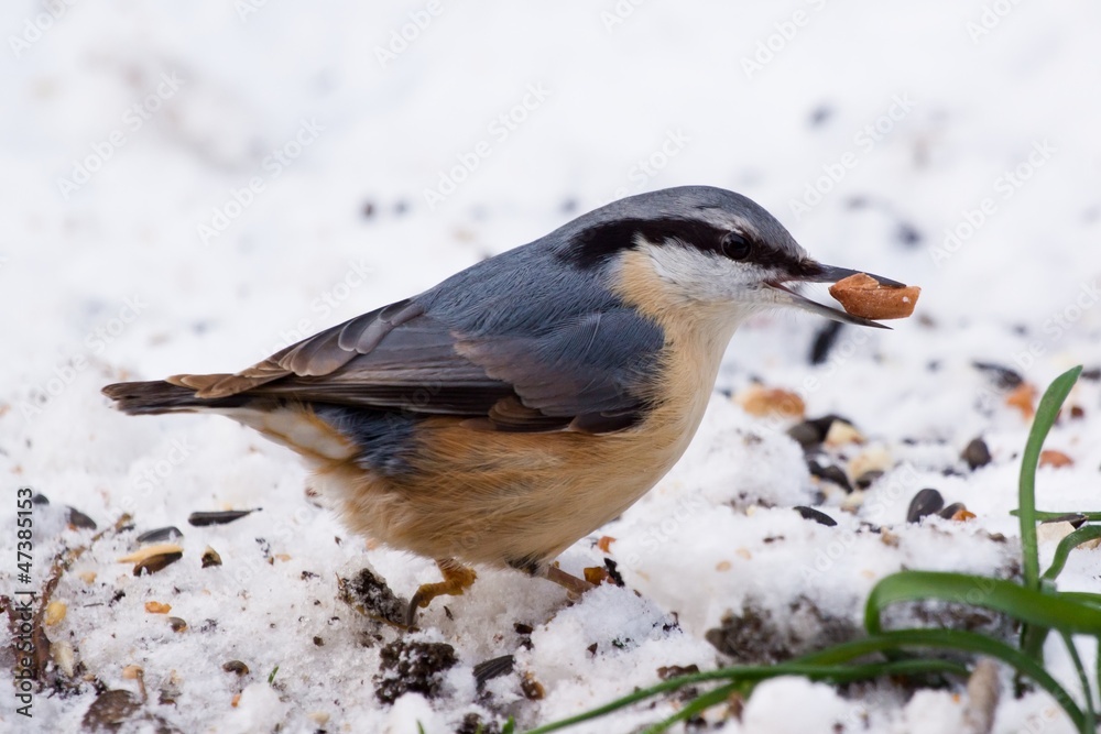 Nuthatch with a peanut on snow feeding ground Nuthatch with a peanut on snow feeding ground