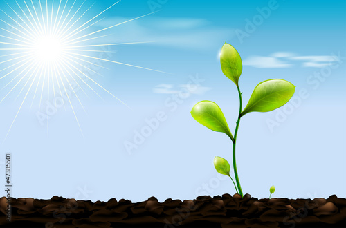 Green sprout , soil and blue sky with sun and clouds