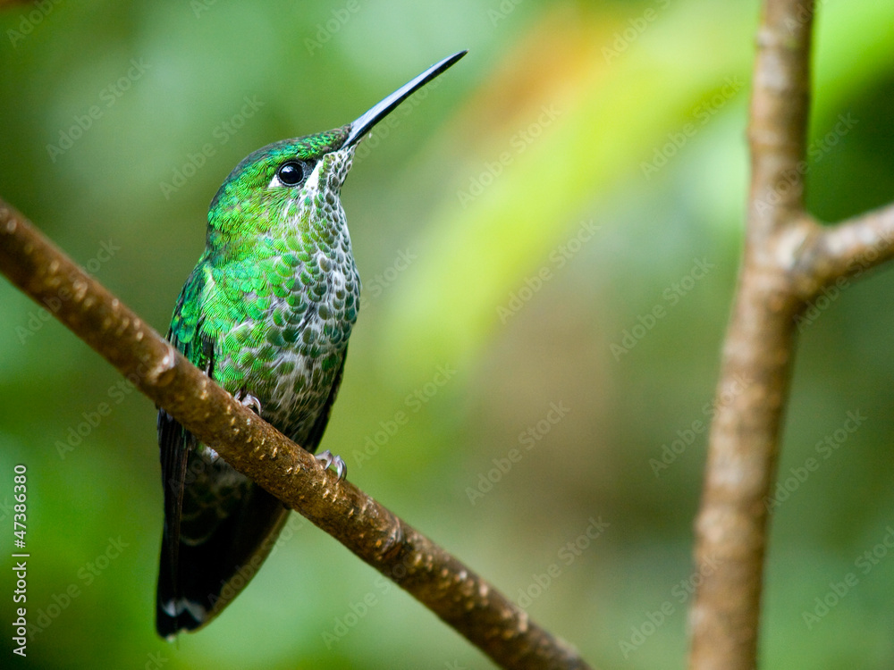 Fototapeta premium The Green-crowned Brilliant (Heliodoxa jacula) hummingbird in Co
