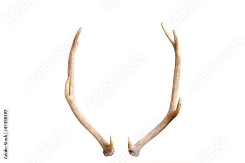 Photo young red deer antlers