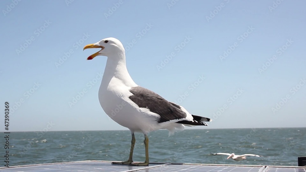 seagull flying away