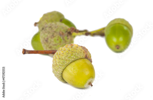 green acorns isolated