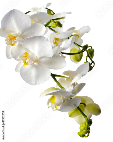 White orchid isolated on white background   Phalaenopsis