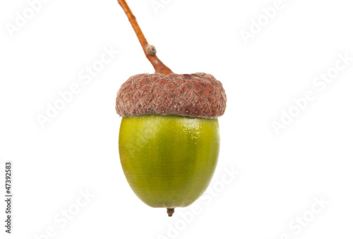 green acorns isolated