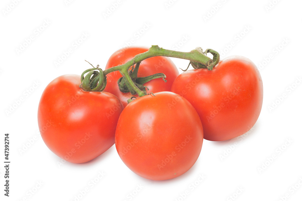 Tomatoes in a branch Tomatoes in a branch