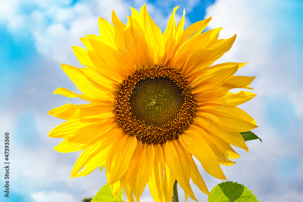 Obraz premium Beautiful sunflower