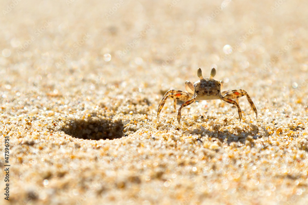 Small sea crab on the beach of Thailand