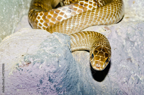 Close up of Indo-Chinese Rat snake photo