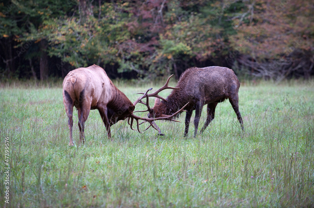 American Elk sparring