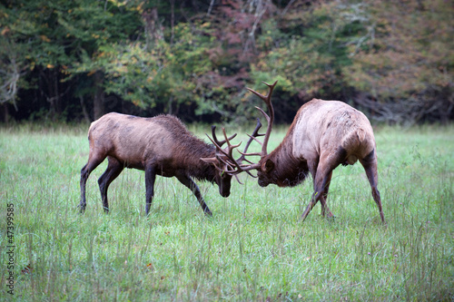 American Elk sparring