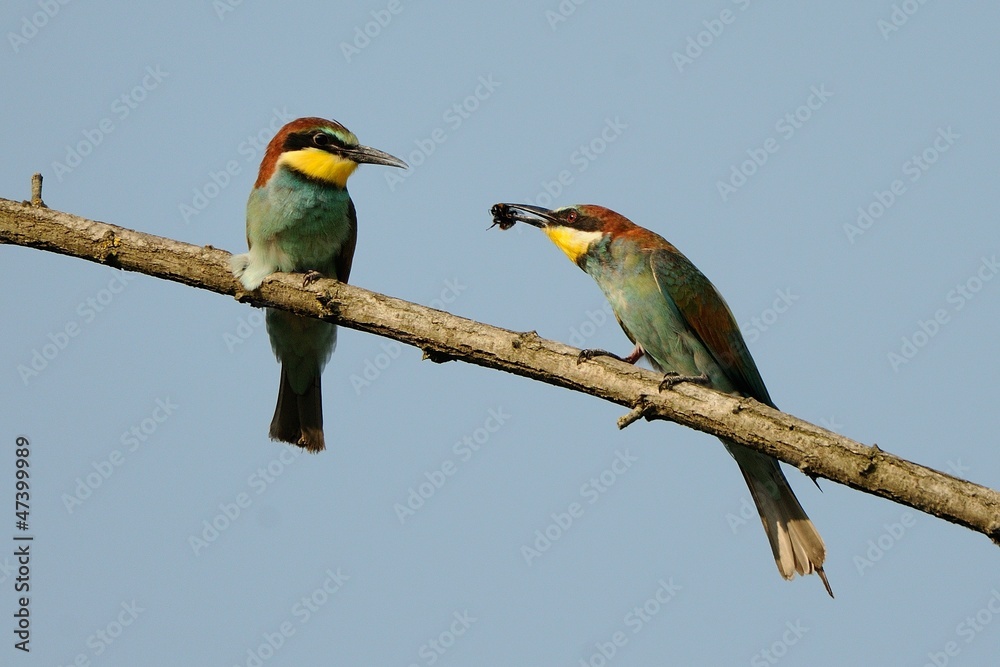 Gruccioni coppia con libellula Gruccioni coppia con libellula