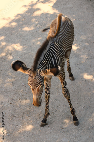 bébé zèbre