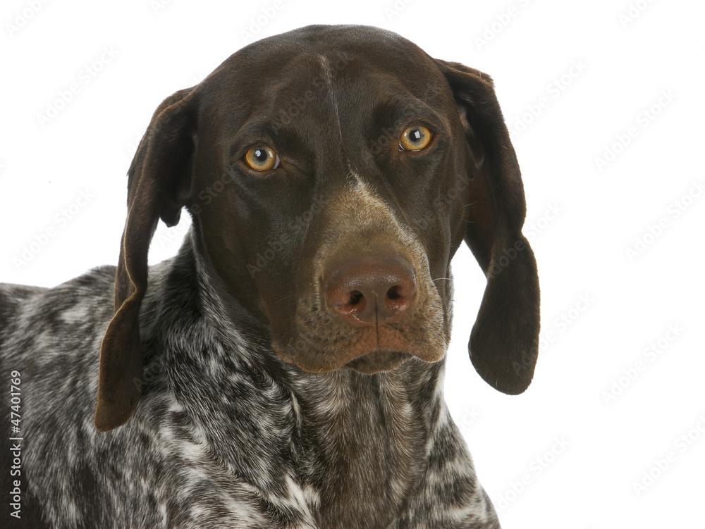 german short haired pointer