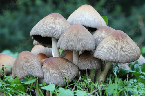Funghetti nel prato - Mushrooms in the grass