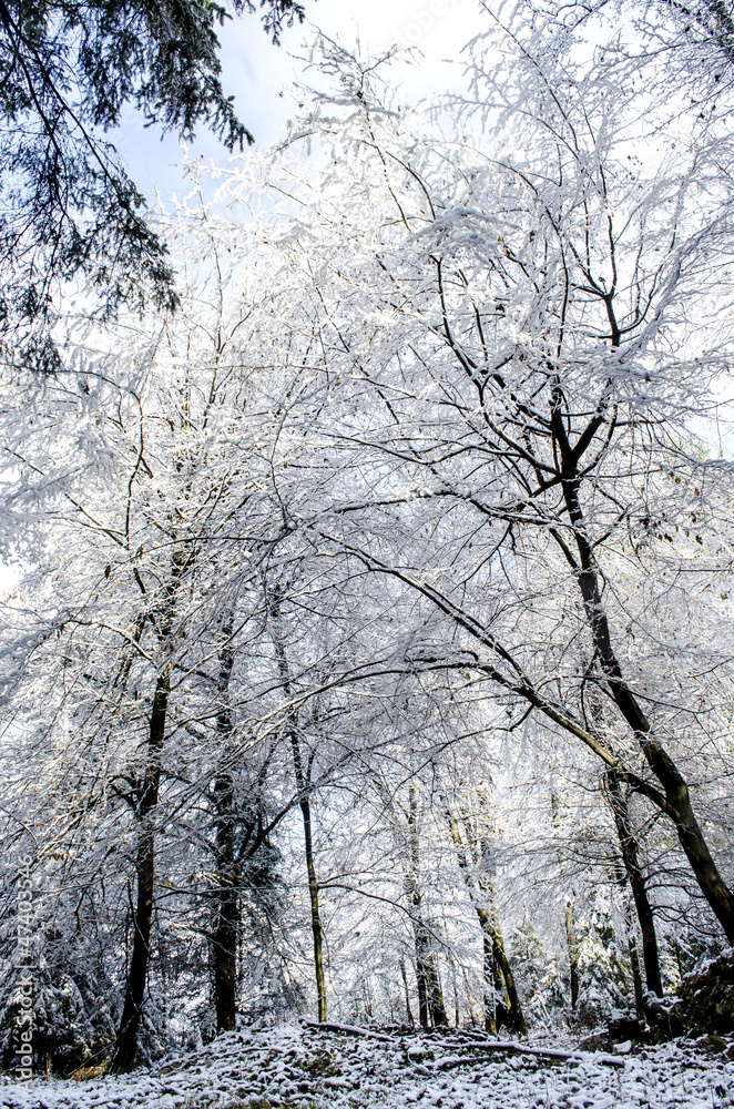 Trees covered with snow