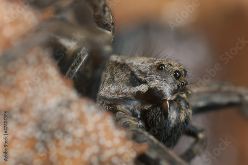 Wolf spider portrait, extreme close-up