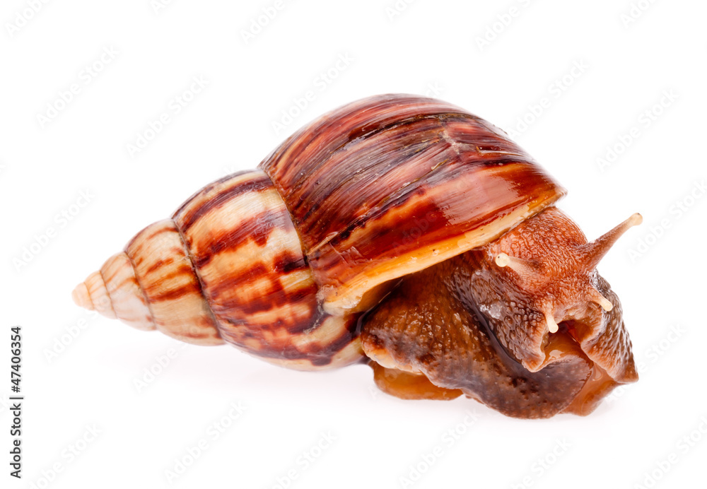 gastropod snail in isolated on white background gastropod snail in isolated on white background