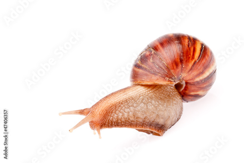 gastropod  snail  in isolated on white background