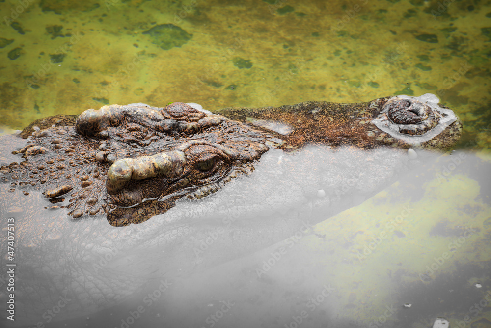 Obraz premium crocodile eye closeup