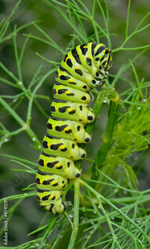 Сaterpillar of swallowtail 11 © Valeriy Kirsanov