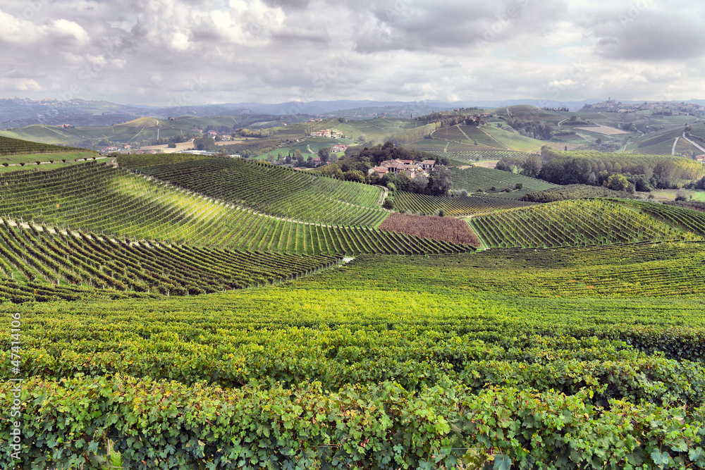 panorama of vineyards