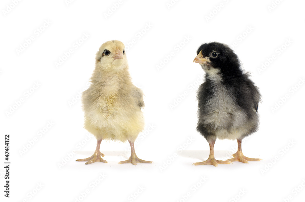 Isolated couple little chicken Isolated couple little chicken